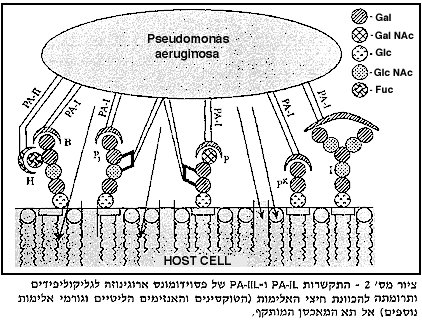 lectins2